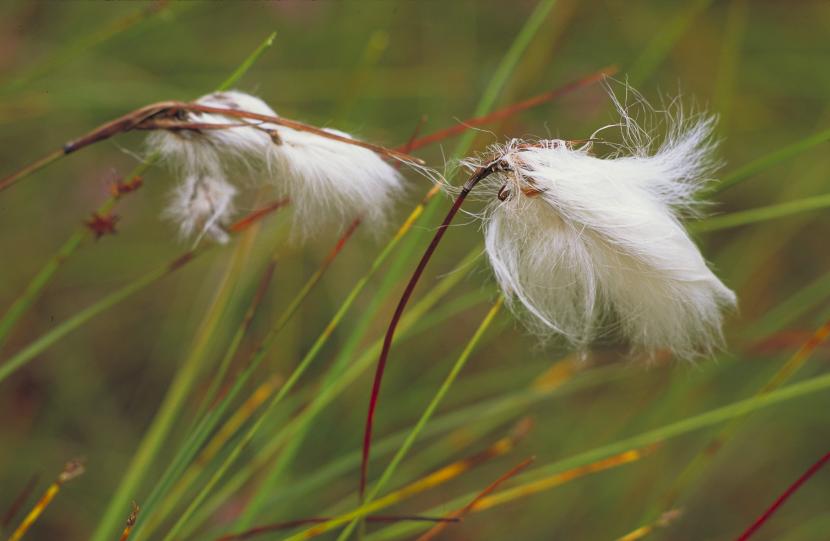 Bog cotton. 