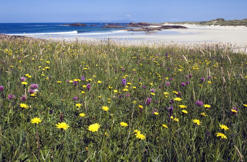 Machair at Gallanach on the Isle of Coll