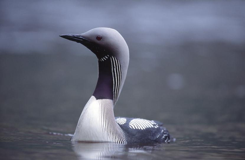 Black-throated diver