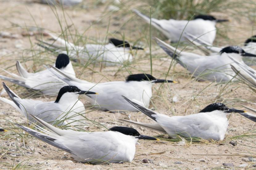 Sandwich Terns (Sterna sandvicensis) at Sands of Forvie NNR