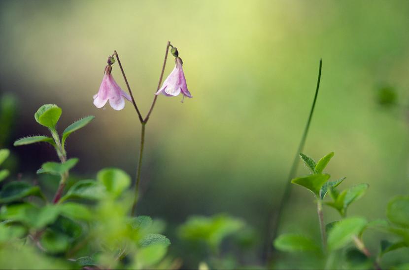 Twinflower (Linnaea borealis)