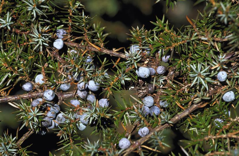 Juniper berries ©Lorne Gill/SNH. For information on reproduction rights contact the Scottish Natural Heritage Image Library on Tel. 01738 444177 or www.nature.scot
