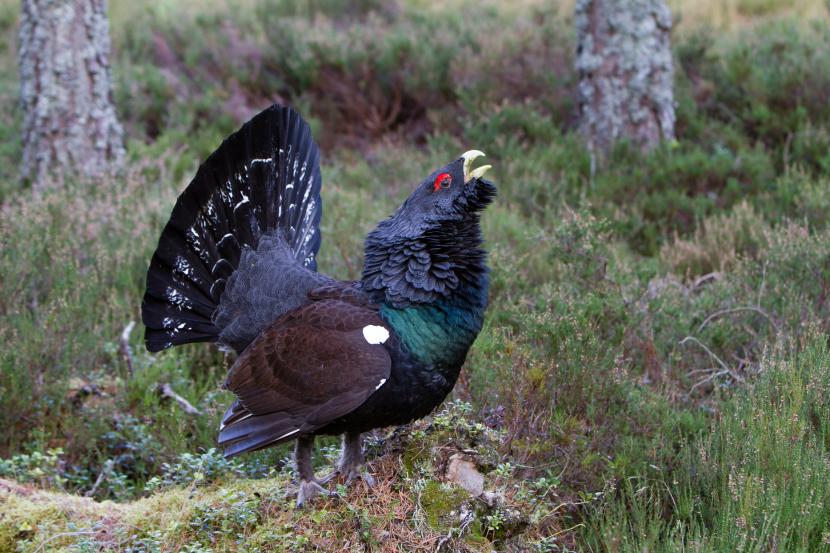Capercaillie in woodland