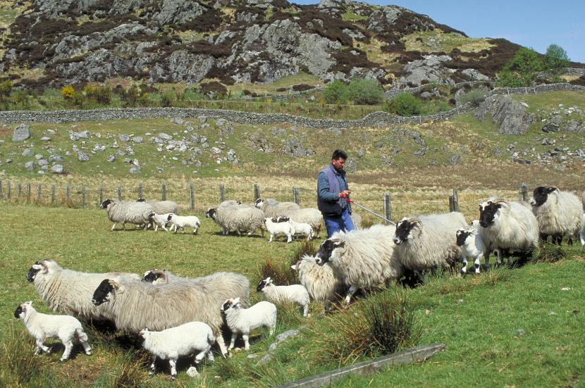 Farmer herding sheep, Dromore, Cairnsmore of Fleet NNR. ©Lorne Gill/SNH.