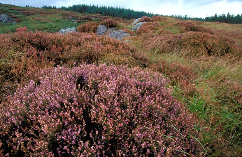 Heather moorland, Cairnsmore of Fleet NNR. ©Lorne Gill/SNH.