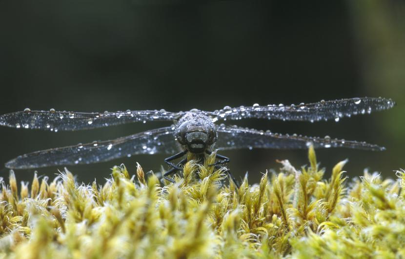 Azure Hawker Dragonfly (Aeshna caerulea) - male, resting on a bed of mosses. 