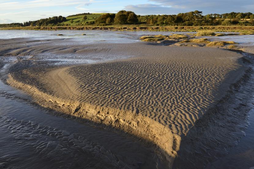Mudflats and creeks on the River Nith Estuary, with trees and farmland in the background.