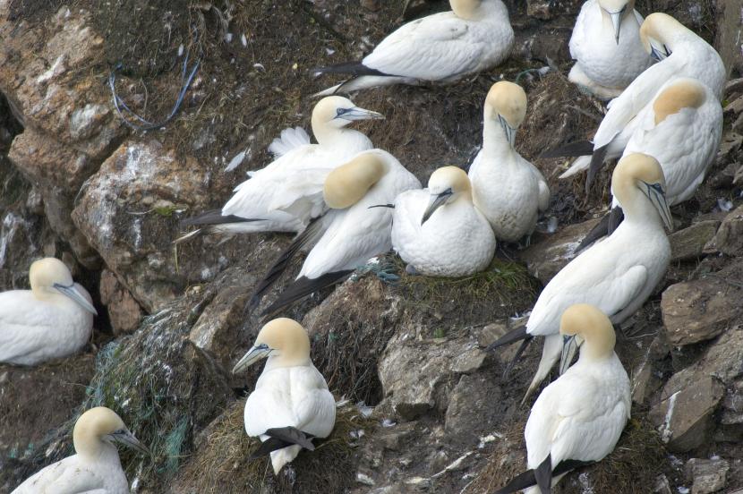 Nesting Gannets at Hermaness NNR, Unst, Shetland. ©Lorne Gill, NatureScot