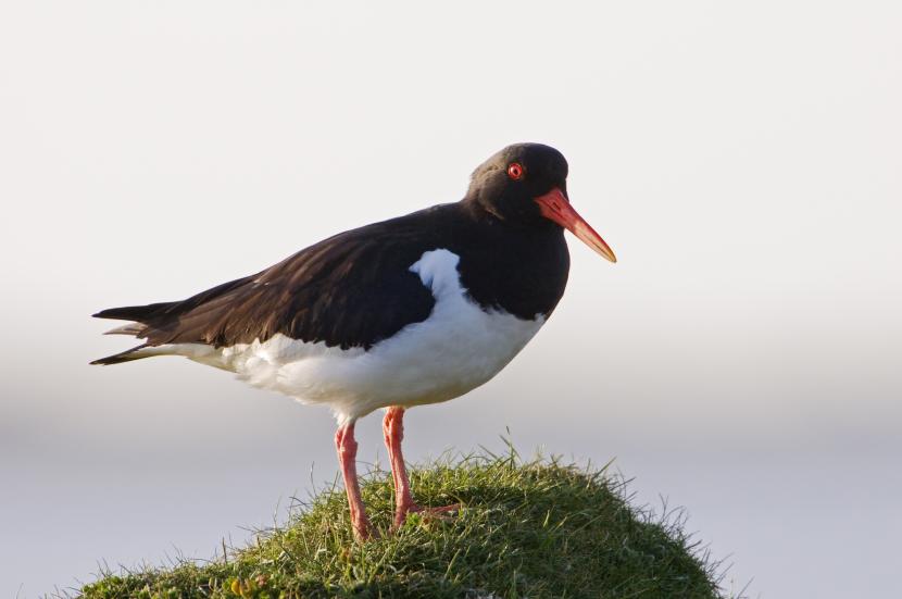 Oystercatcher feeding by Loch Bee, South Uist, Western Isles Area.