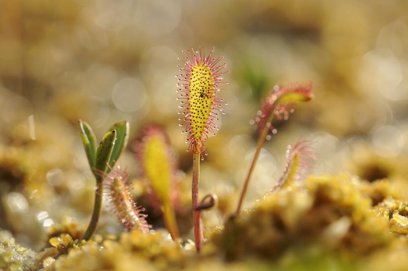 Oblong-leaved sundew (Drosera intermedia).