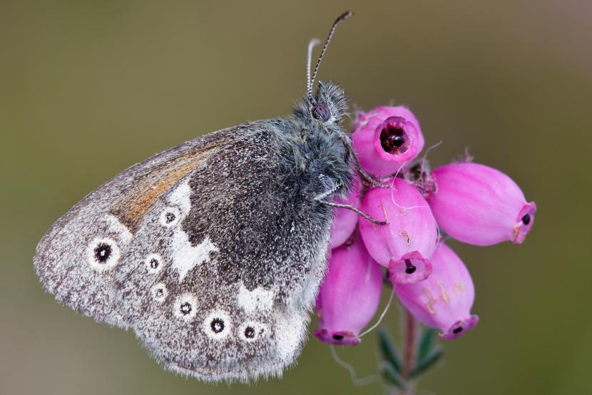 Large heath butterfly taking a drink.   