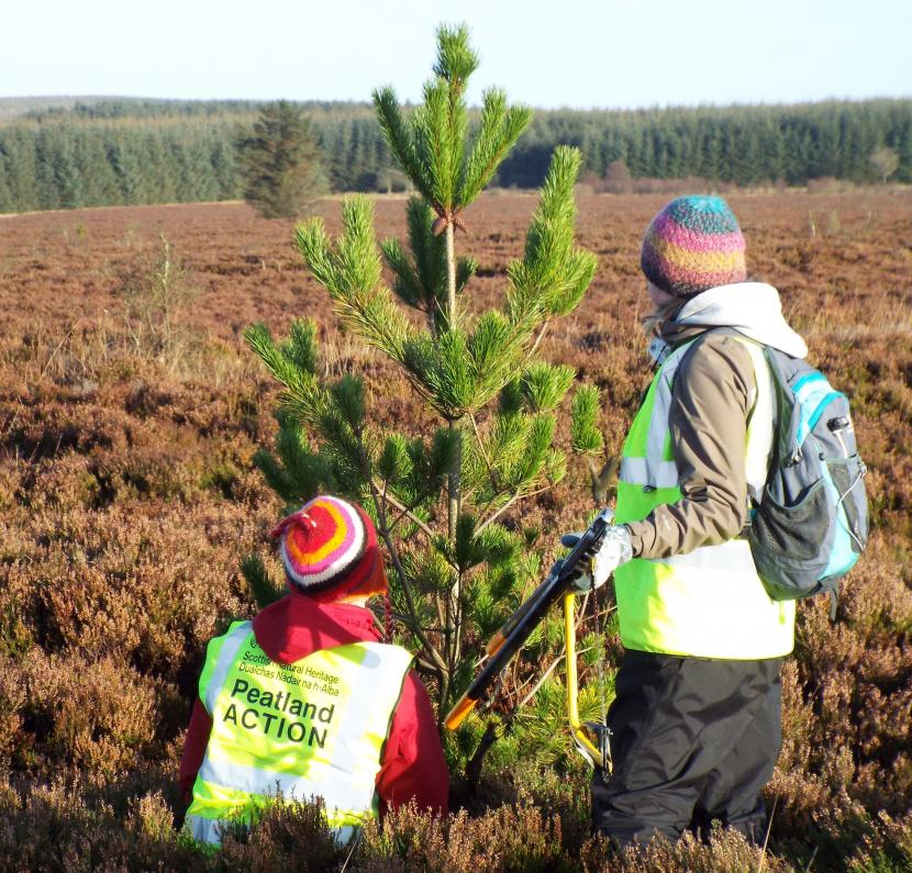 Volunteers scrub clearing on a peat bog. 