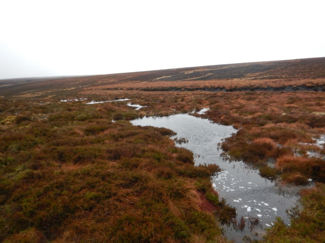 Peatland with pools of water.