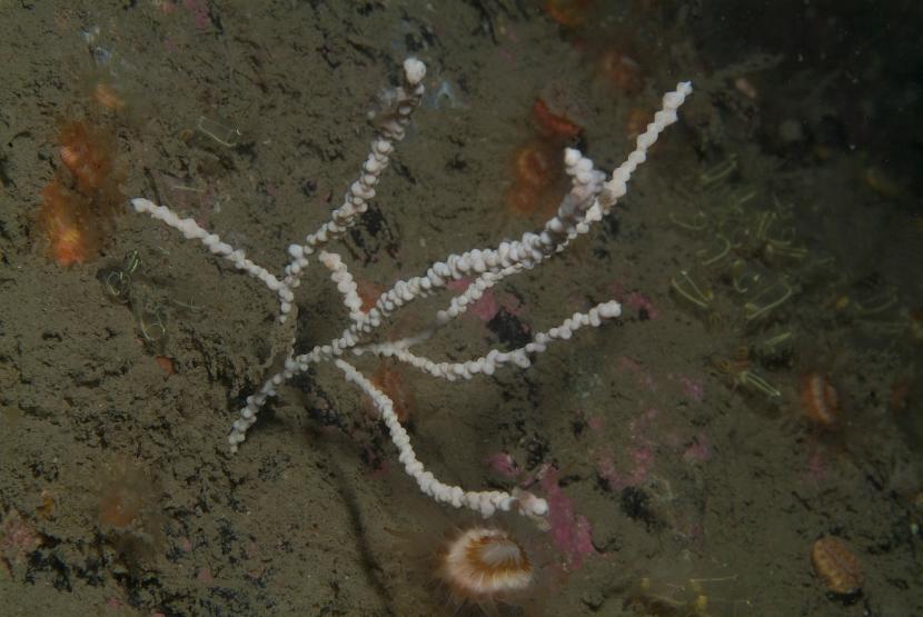 A northern sea fan.