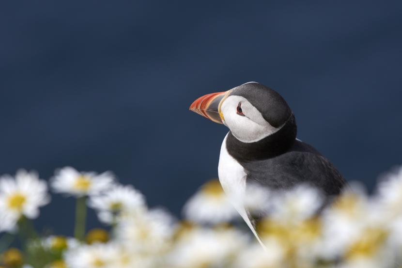 Profile of a puffin