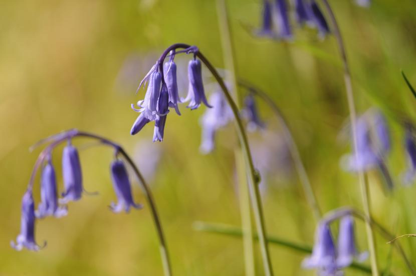 Bluebells (Hyacinthoides non-scripta)