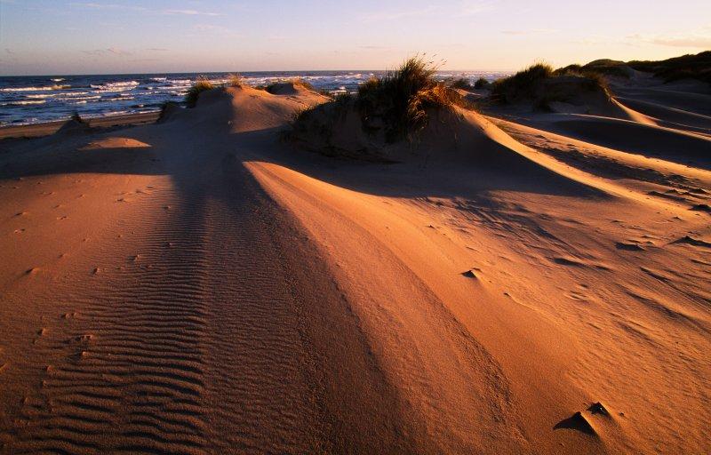 Evening light on the sand dunes at Sands of Forvie NNR, Aberdeenshire.