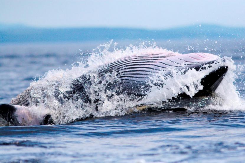 Minke whale feeding
