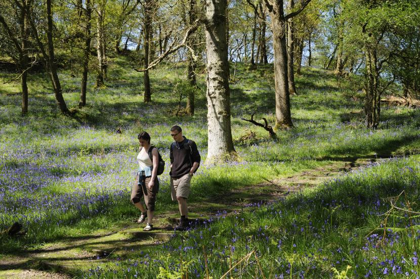 Tourists walking on the woodland trail at Inchcailloch NNR, Loch Lomond