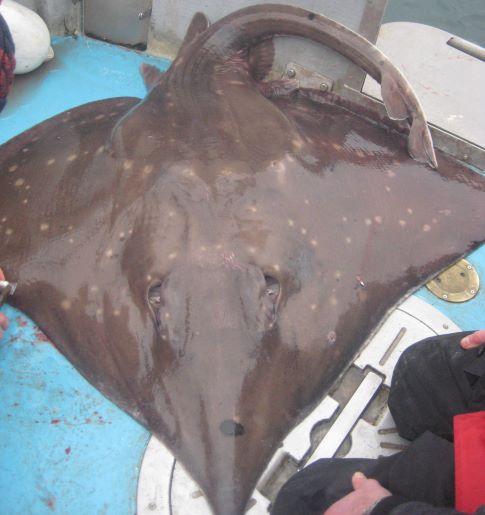 Skate with a distinctive black spot on the nose