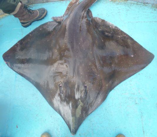Skate with very few faint spots. copyright Ronnie Campbell
