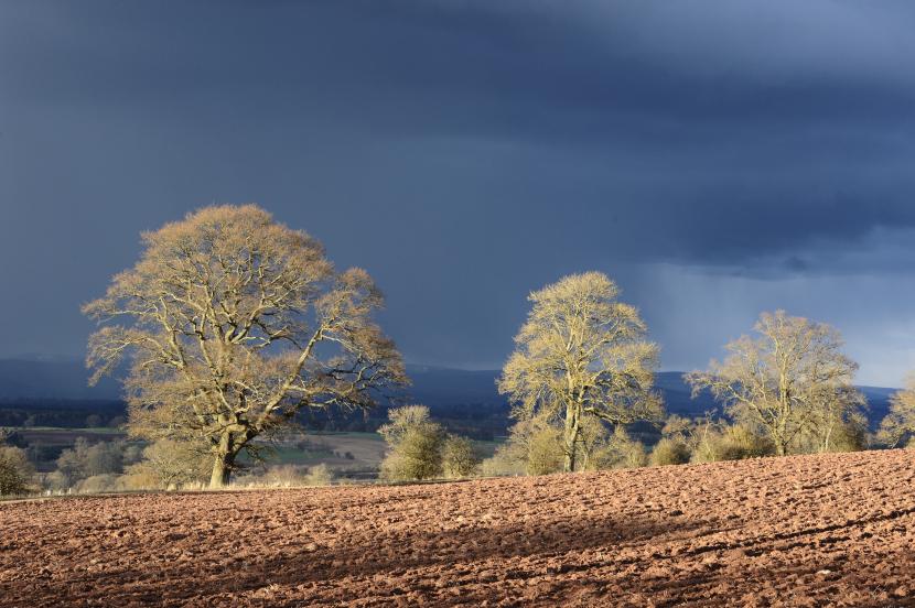 Ploughed fields and oak trees bathed in warm evening light. ©Lorne Gill