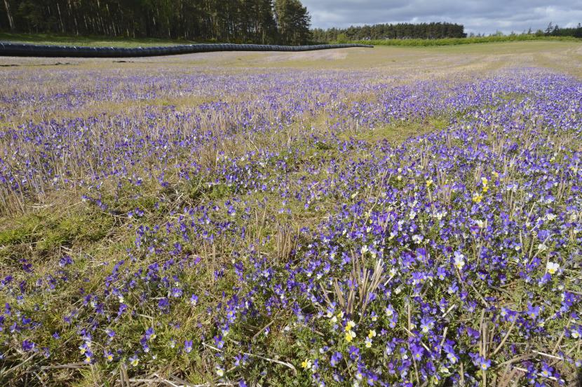 Wild pansies (Viola tricolor) growing on a fallow field near Ballathie, Perthshire, ©Lorne Gill