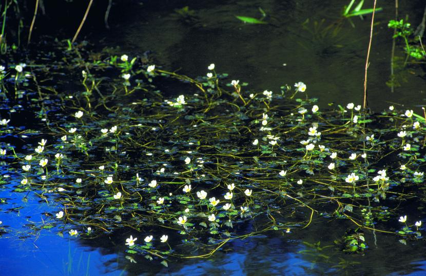 Water crowfoot in the water