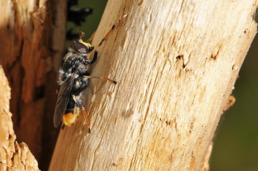 Pine hoverfly