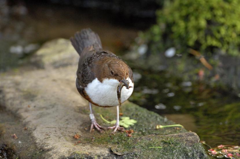 Dipper eating a slug.