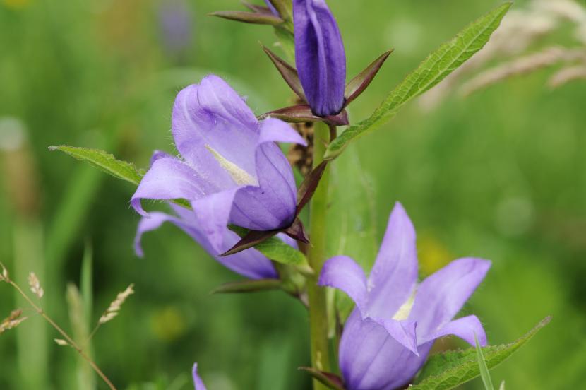 Giant bellflower