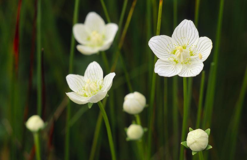 Grass-of-Parnassus