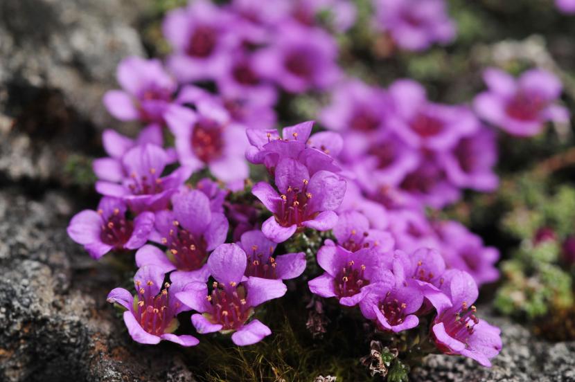 Purple Saxifrage (Saxifraga oppositifolia)