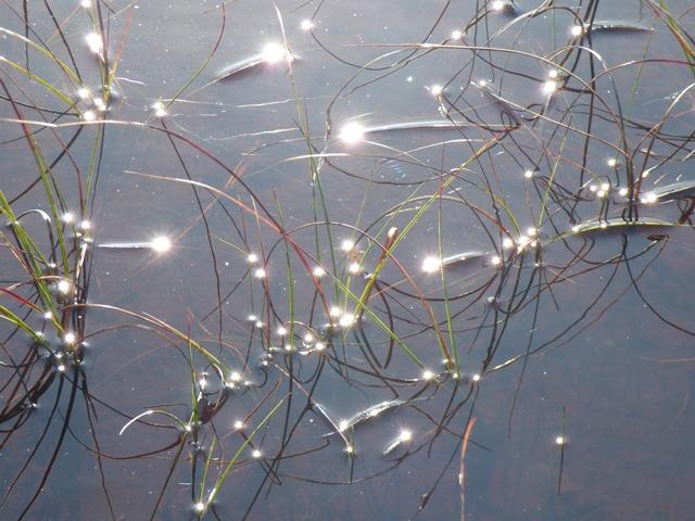 Flanders Moss NNR. ©David Pickett/SNH.