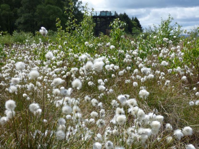 Bog cotton on Flanders Moss NNR. ©David Pickett/SNH.