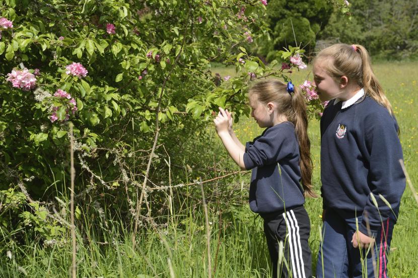 schoolchildren look at a bush