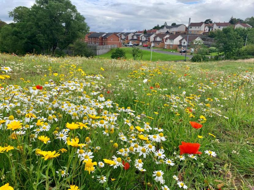 Fernbrae Meadows, Green Infrastructure Site Visit
