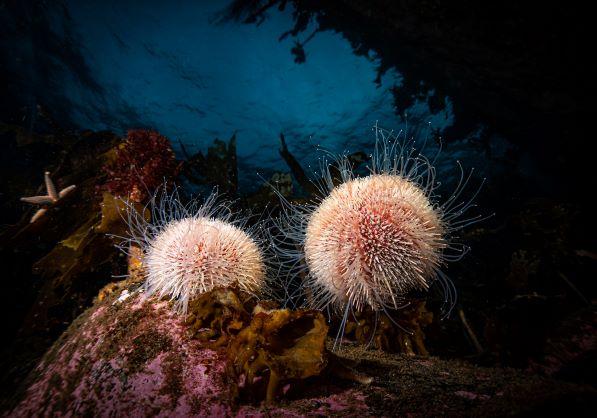 Lerwick - Urchins