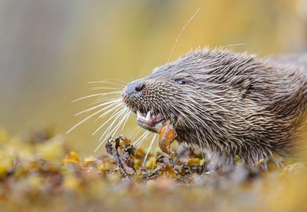 Argyll - otter
