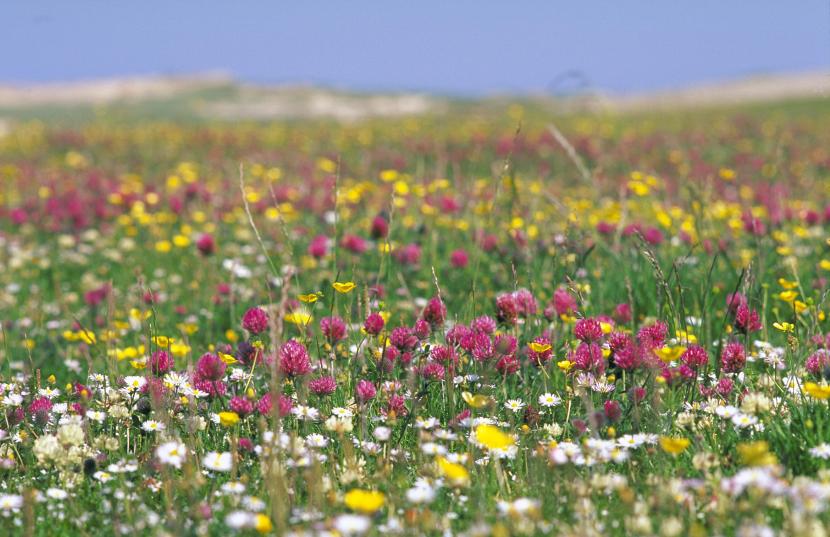 Colourful machair on the Lewis coast.