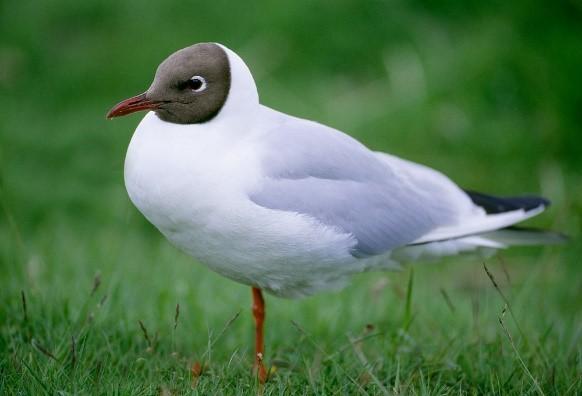 Black-headed gull (Chroicocephalus ridibundus)