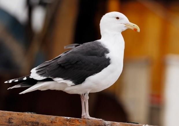 Great black-backed gull (Larus marinus)