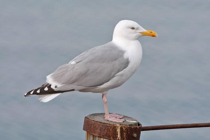 Herring gull (Larus argentatus)