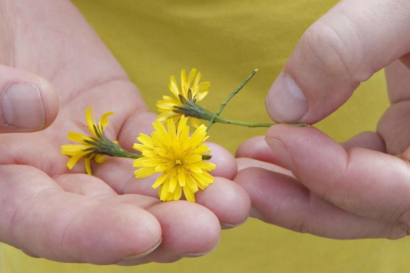 Learning in local Greenspace - Case Study - Man holding flower chain, close up 2