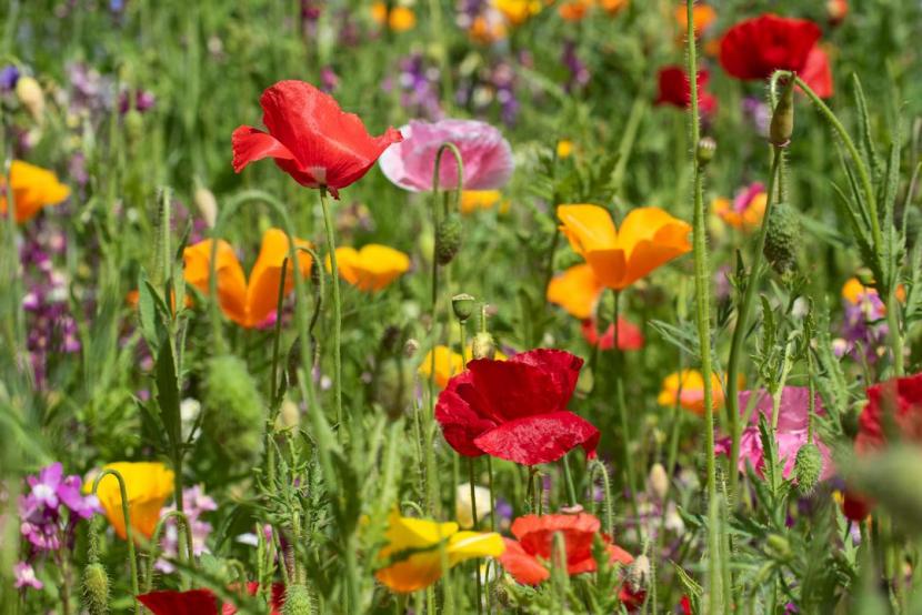 Poppies in meadow
