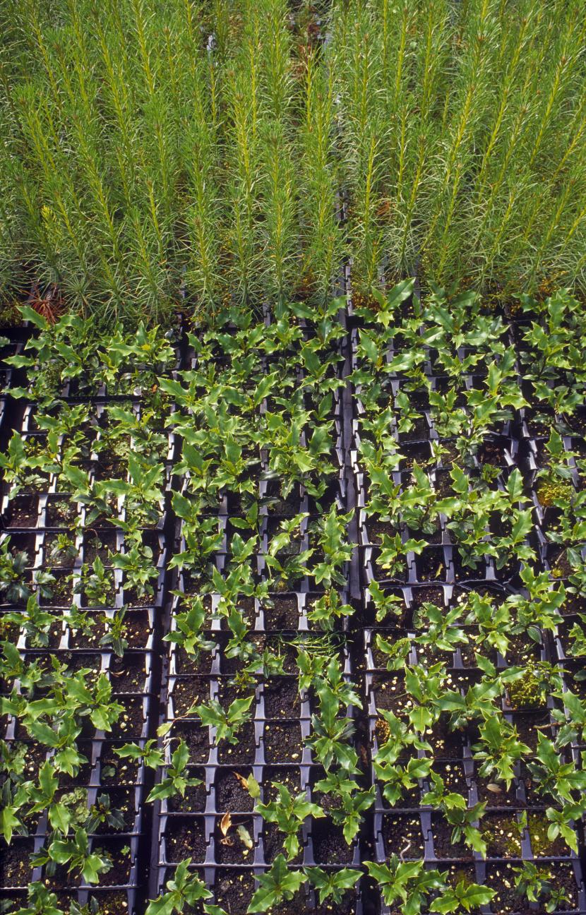 Forestry. Holly and Scots Pine seedling grown from wild stock in polytunnel. Beinn Eighe NNR. Wester Ross