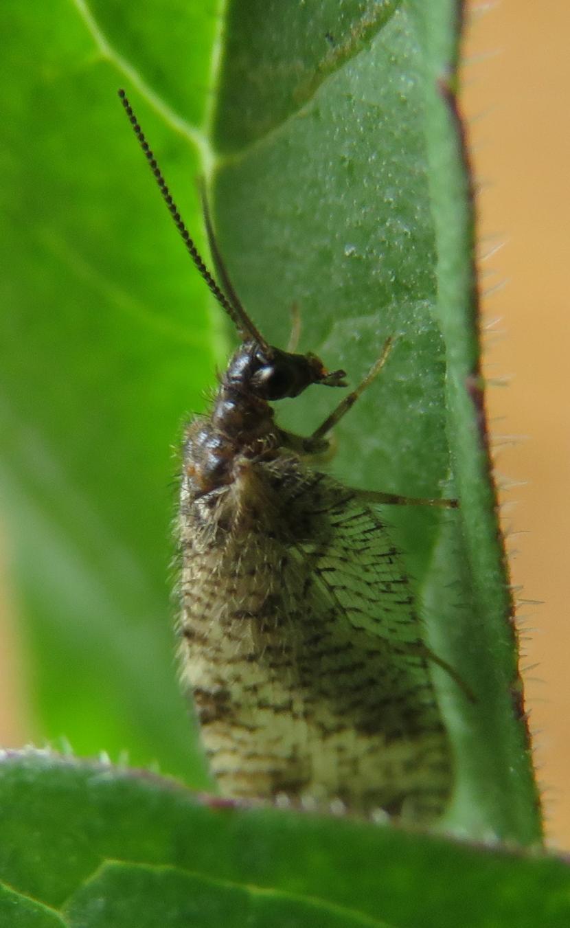 Bordered brown lacewing (Megalomus hirtus) June 2018 Suzanne Burgess