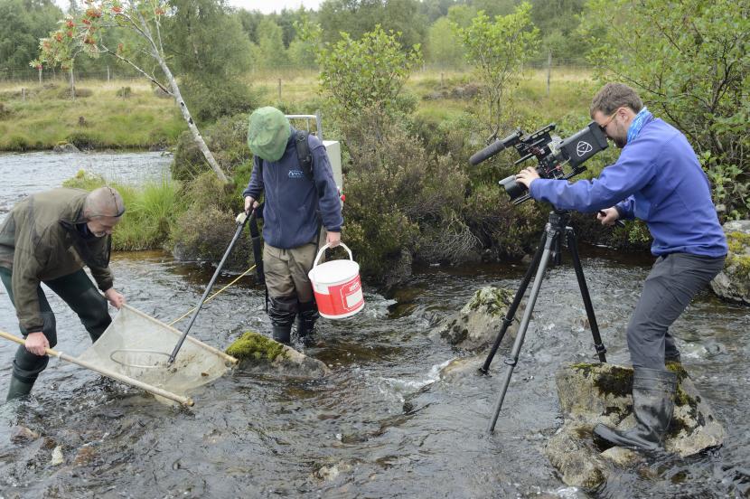 Fish scientists electro-fishing for salmon parr