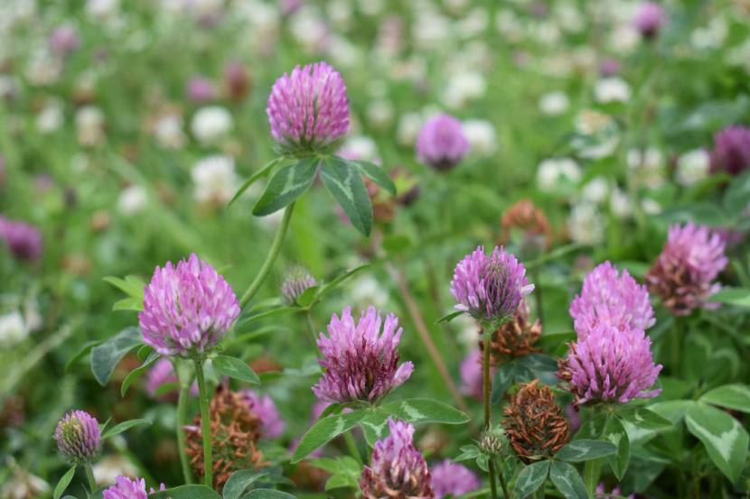 pollinator friendly purple headed red clover flowers