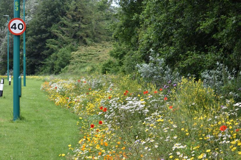 wildflowers in border